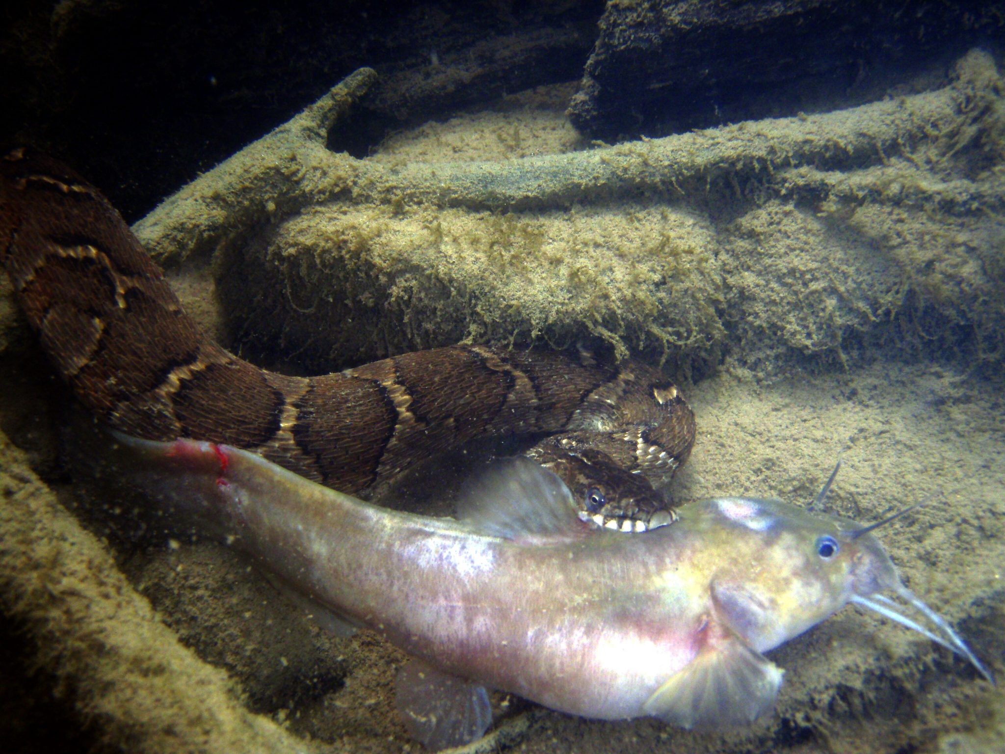 Northern Water Snake Eating a Fish - Big Kype